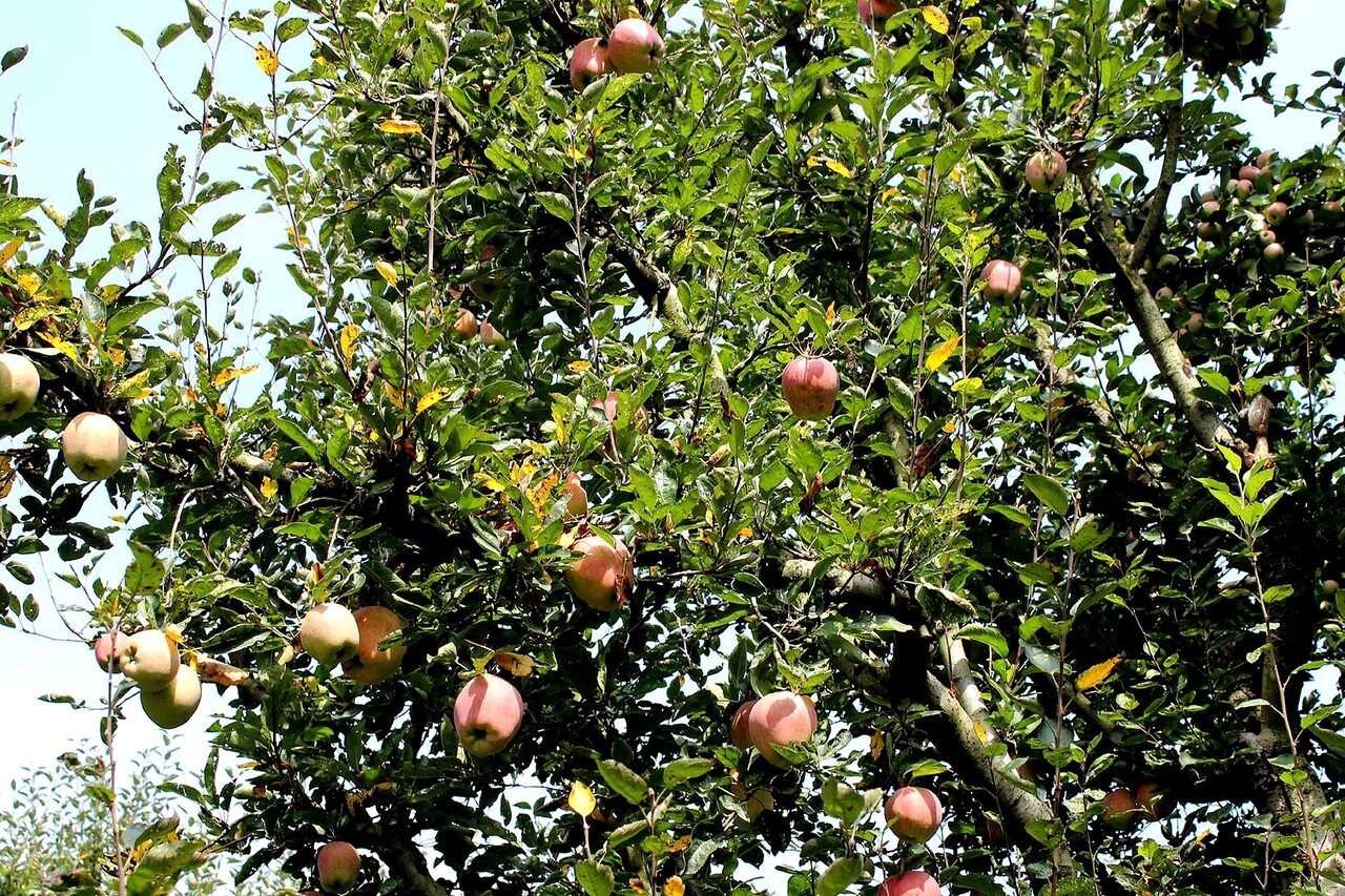 Rows of apple trees heavy with red fruit in a Kashmir orchard