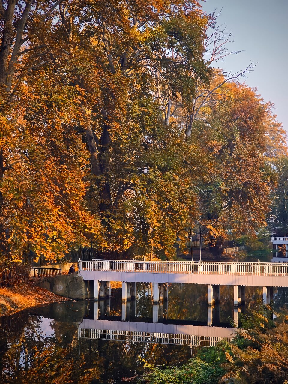 Chinar trees and a low bridge over water at Chinar Bagh in Srinagar