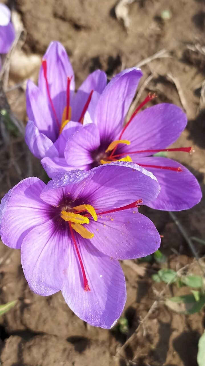 Purple saffron crocuses in bloom on a raised bed in Kashmir