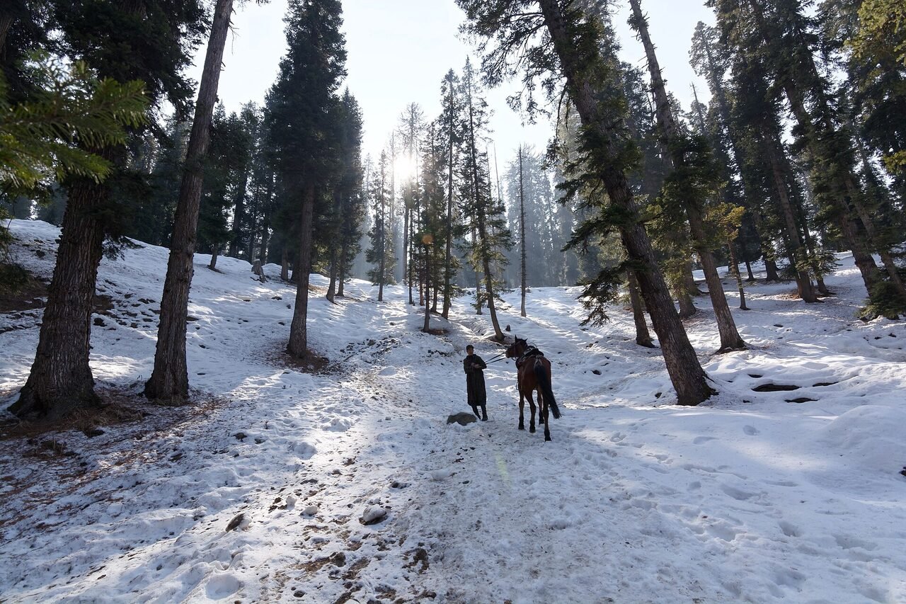 A footpath through pine forest on the way from Pahalgam toward Baisaran