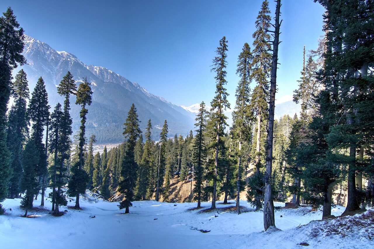 A forest path between Pahalgam and the Baisaran meadow