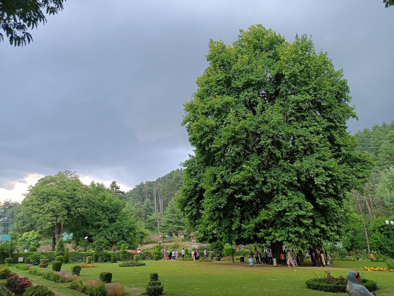 A chinar tree turning colour in the botanical garden at Kokernag
