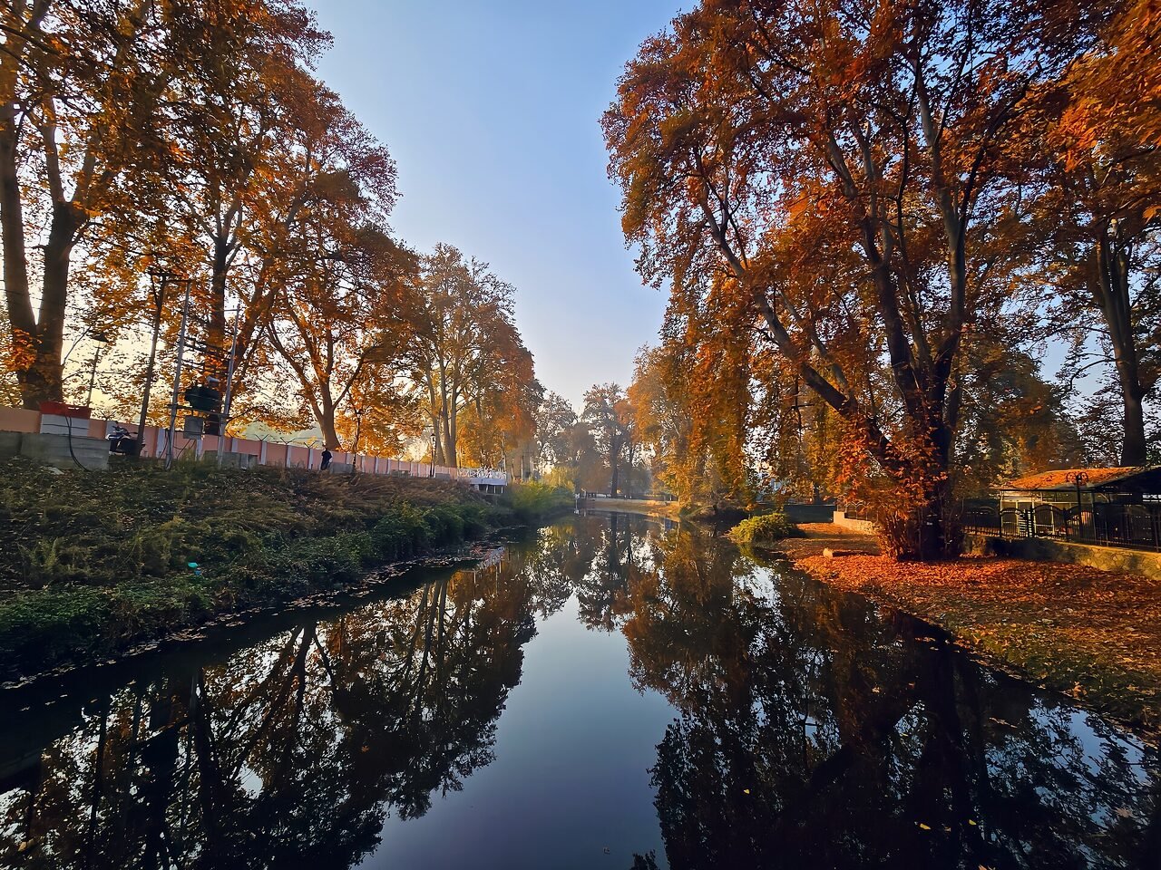Chinar trees along the water at Chinar Bagh in Srinagar