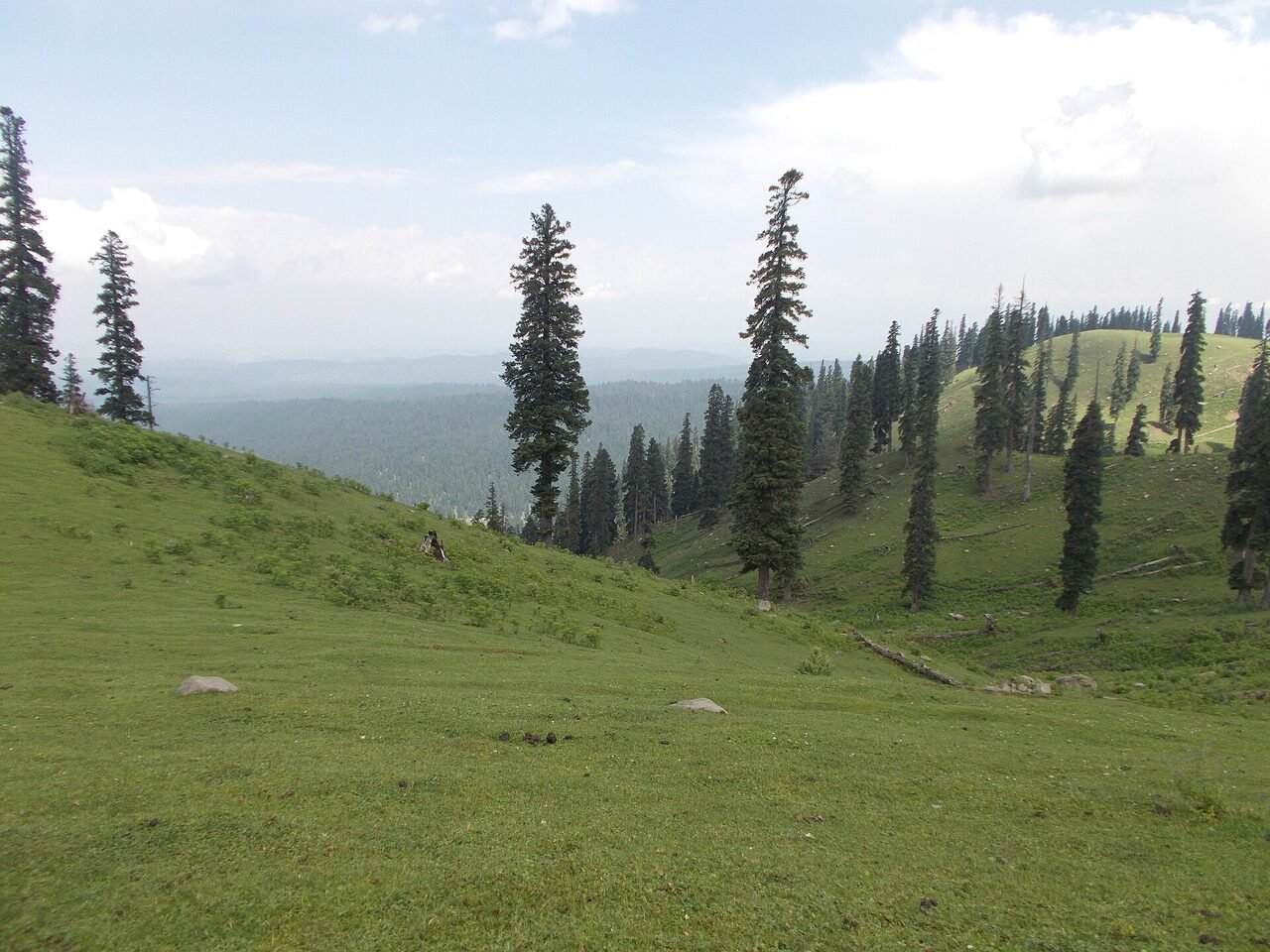 Pine forest and meadow grass at Doodhpathri in summer