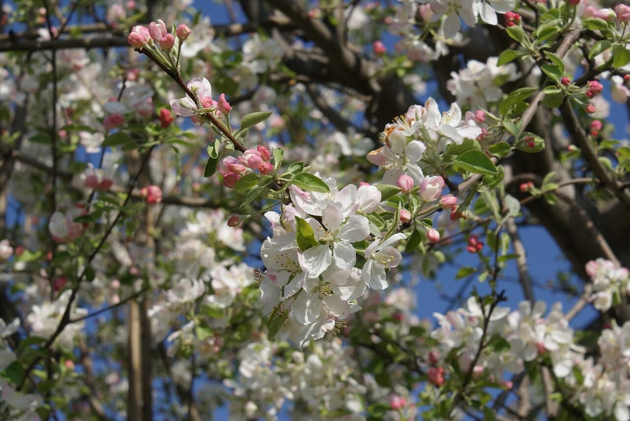 Apple trees in white and pink blossom near Srinagar