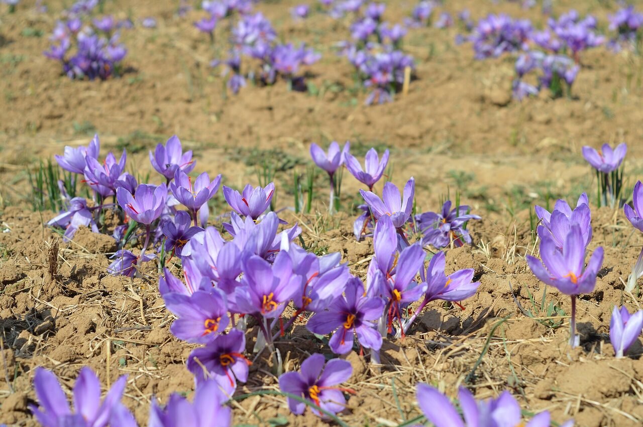 Saffron beds in flower on the plateau at Pampore