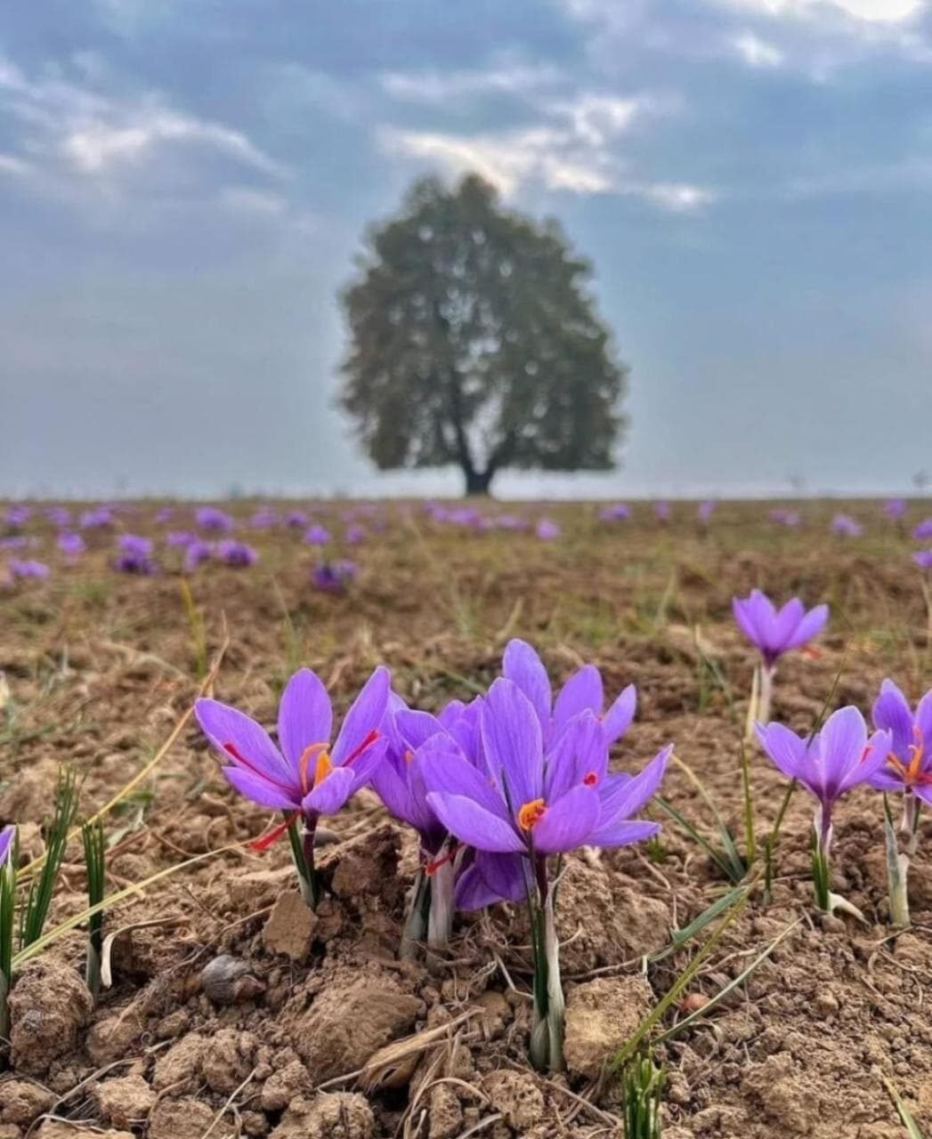 Saffron crocuses with red stigmas blooming in a Pampore field