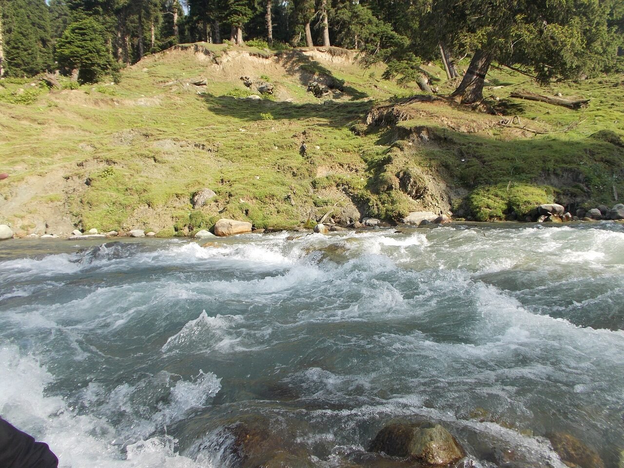 A clear stream running through grass and pine at Doodhpathri