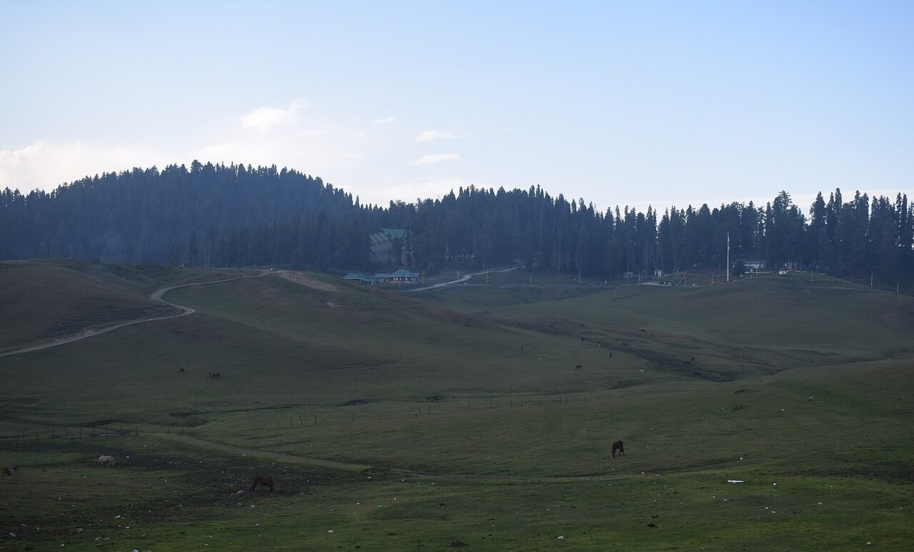 A wide green meadow at Gulmarg with conifer forest and hazy mountains behind it